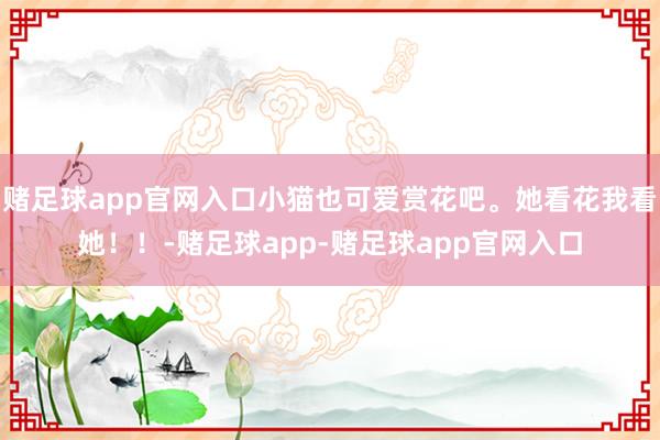 赌足球app官网入口小猫也可爱赏花吧。她看花我看她！！-赌足球app-赌足球app官网入口